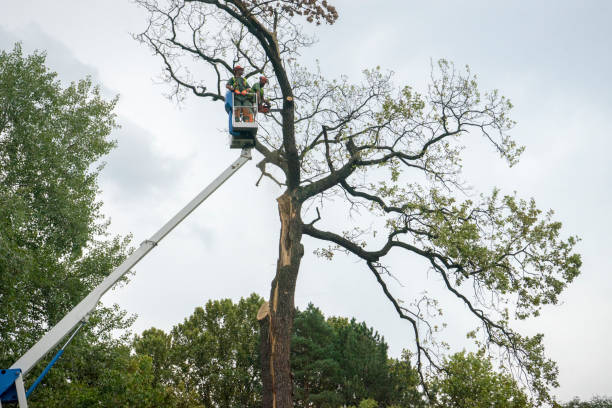 Best Affordable Tree Service  in Goose Creek Village, VA